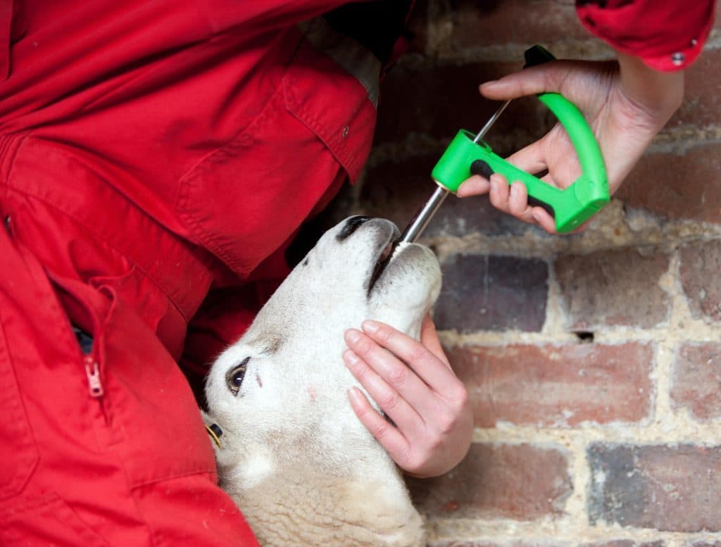 Veterinary instruments